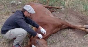 Detectaron el primer caso de encefalomielitis equina en Mendoza