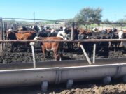 Un feedlot de Donovan se comprometió a realizar saneamiento ambiental