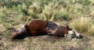Le carnearon un toro de cabaña a un productor cerca de Villa Mercedes