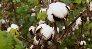 Hay doce cultivos de economías regionales en crisis