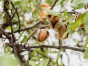 Argentina logró la apertura para la exportación de almendras a Brasil