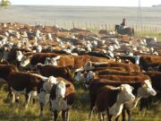 El precio de la invernada cayó un 10% y los ganaderos se esperanzan con la exportación