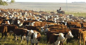 El precio de la invernada cayó un 10% y los ganaderos se esperanzan con la exportación