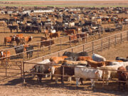 Cae la reposición en los feedlots y las pérdidas se mantienen elevadas
