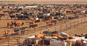 Cae la reposición en los feedlots y las pérdidas se mantienen elevadas