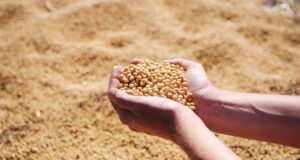 El Gobierno hará partícipes a los productores de la reglamentación de UPOV 91