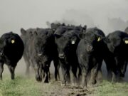 Con la mejora en el clima y nuevo rumbo político, se espera un año “a rienda suelta” para la ganadería