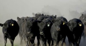 Con la mejora en el clima y nuevo rumbo político, se espera un año “a rienda suelta” para la ganadería