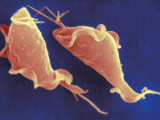 El desafío de combatir el avance de dos enfermedades parasitarias