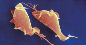 El desafío de combatir el avance de dos enfermedades parasitarias