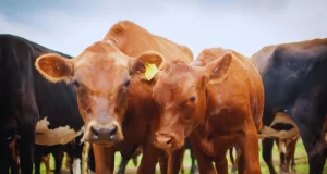 Suplementar al ganado con burlanda mejora la calidad nutricional de la carne