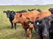 Treinta animales muertos por un foco de carbunclo en La Pampa