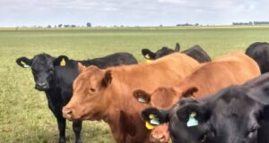 Treinta animales muertos por un foco de carbunclo en La Pampa