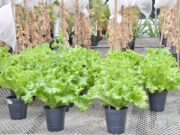 Autorizan al INTA a realizar ensayos con lechuga para obtener una variedad mejorada