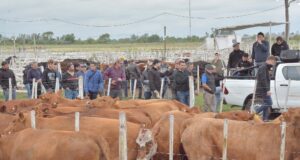 Mondino abre la temporada de remates en Buena Esperanza con mil cabezas