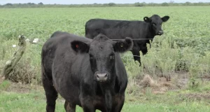 Publican la primera declaración ambiental de un bovino en pie