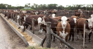 Los feedlot tienen menos hacienda y reponen poco: Se anticipa una suba del ganado que obligará a reacomodar los márgenes en la cadena
