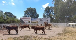 Precios muy firmes para los terneros livianos en el remate de Bressan en San Luis