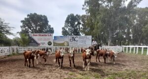 San Luis: promedio de $2.300 para los terneros livianos en el remate de Bressan
