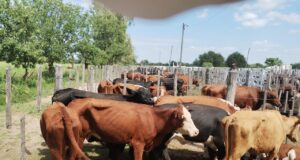 Valores estables en el remate de Scaglia en Villa Dolores