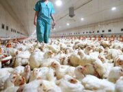 Influenza aviar: la importancia de la bioseguridad y de la notificación inmediata