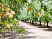 Impulsan un proyecto para procesar almendras y nueces del norte de San Luis