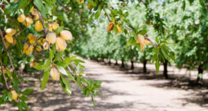 Impulsan un proyecto para procesar almendras y nueces del norte de San Luis
