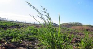 San Luis: control de malezas en el cultivo de alfalfa
