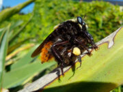 Detectaron crecimiento poblacional del “moscardón cazador de abejas” en Buenos Aires