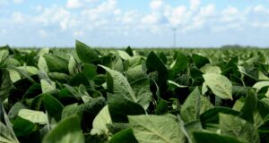 Una nueva variedad de soja ha sido autorizada para su comercialización en el país