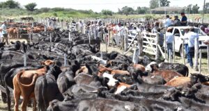 Destacados valores para los novillos en el remate de Mondino en Buena Esperanza