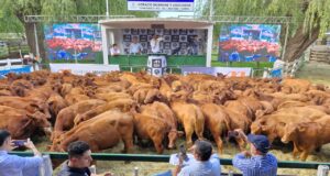 Genética, calidad y plazos hicieron volar las ventas de los 6.000 terneros rematados por Mondino en Tandil