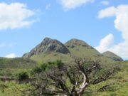 Relevamiento de flora nativa en San Luis: una tarea fundamental para la conservación de la biodiversidad