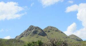 Relevamiento de flora nativa en San Luis: una tarea fundamental para la conservación de la biodiversidad