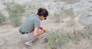 Semillas de retortuños de Salinas del Bebedero serán estudiadas en Alemania para usos medicinales