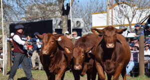 Rosgan en Expoagro volvió a mostrar por qué la ganadería tiene futuro