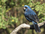 La reina mora es una de las aves más amenazadas y traficadas de San Luis