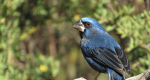 La reina mora es una de las aves más amenazadas y traficadas de San Luis