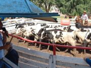 La vaquillona de tambo comenzó el año comercial con pisos bajos