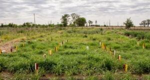 San Luis: qué tener en cuenta para optimizar el crecimiento del mijo perenne