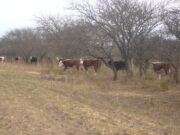 Alerta en el campo de San Luis por subas de hasta 500% en el Impuesto Inmobiliario Rural