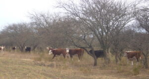 Alerta en el campo de San Luis por subas de hasta 500% en el Impuesto Inmobiliario Rural