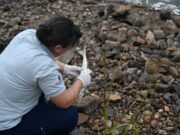 La falta de oxígeno en el agua causó mortandad de peces en Potrero de los Funes