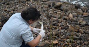 La falta de oxígeno en el agua causó mortandad de peces en Potrero de los Funes