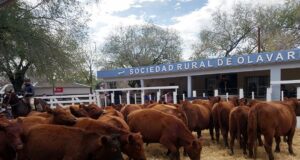 Pagaron hasta $2.500 por los terneros livianos en el remate “Orígenes del Destete” de Mondino en Olavarría