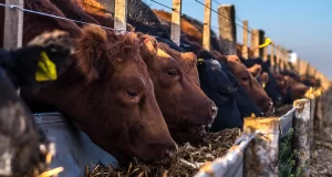 Mejoras en los márgenes de los feedlots, aún con menor ocupación