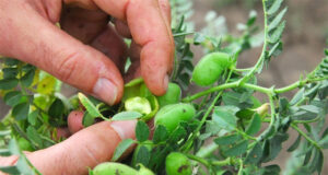 Valor agregado para la producción de garbanzo con calidad de exportación