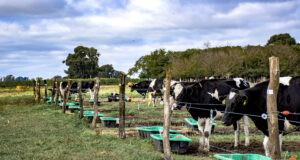 Con dietas a base de soja, las vacas lecheras la pasan mejor