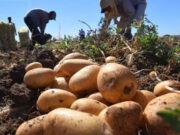 «La importación de alimentos no afecta a la papa que tiene un retraso importante en el precio»
