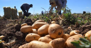 «La importación de alimentos no afecta a la papa que tiene un retraso importante en el precio»